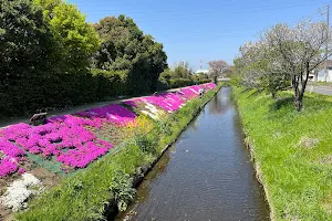 渋田川の芝桜 image