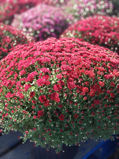 Produce Market «Miller Farms», reviews and photos, 10140 Piscataway Rd, Clinton, MD 20735, USA