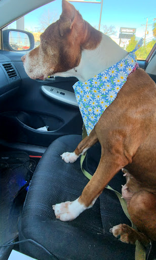 Pet Supply Store «Petco Animal Supplies», reviews and photos, 3520 Veterans Memorial Blvd, Metairie, LA 70002, USA