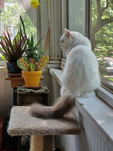 Art Supply Store «Wet Paint», reviews and photos, 1684 Grand Ave, St Paul, MN 55105, USA