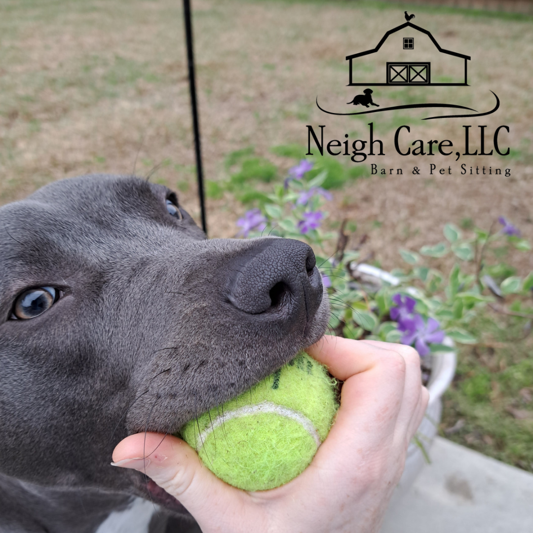 Neigh Care, LLC