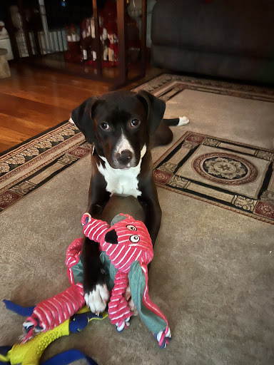 Embrace Animal Hospital image