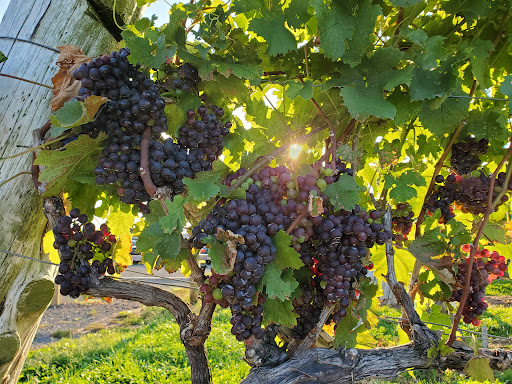 Winery «Gouveia Vineyards», reviews and photos, 1339 Whirlwind Hill Rd, Wallingford, CT 06492, USA