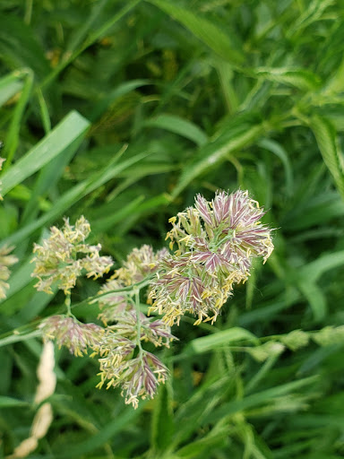 Park «Silver Lake Beach Park», reviews and photos, 4305 NE Stinson Blvd, Columbia Heights, MN 55421, USA