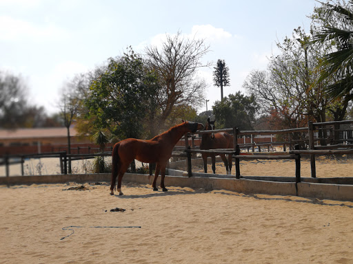 Horse riding in Johannesburg