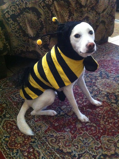 Pet Supply Store «Pet Fun At Harden Ranch Plz», reviews and photos, 1780 N Main St, Salinas, CA 93906, USA