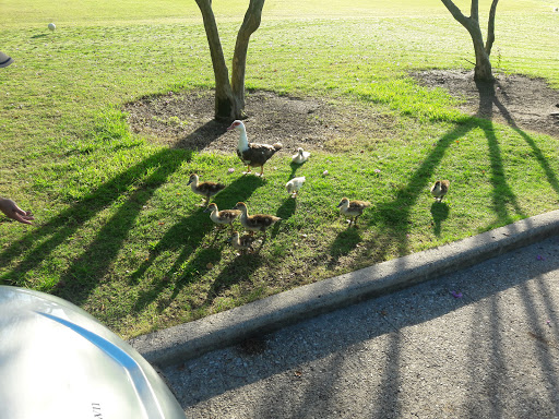 Golf Course «Sharpstown Country Club», reviews and photos, 6600 Harbor Town Dr, Houston, TX 77036, USA