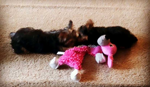 Pet Store «AA Ridgewood Kennels II, LLC», reviews and photos, 11 E Tolna Rd, Shrewsbury, PA 17361, USA