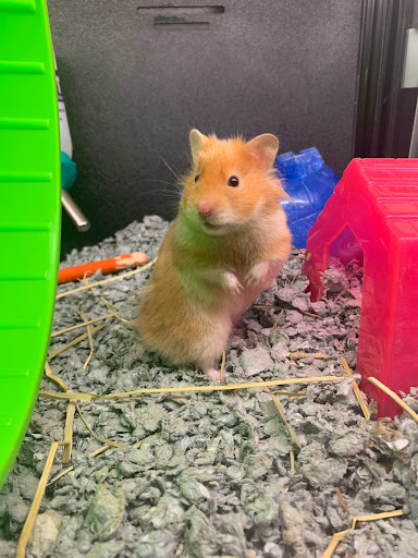 Pet Supply Store «PetSmart», reviews and photos, 20530 E 13 Mile Rd, Roseville, MI 48066, USA