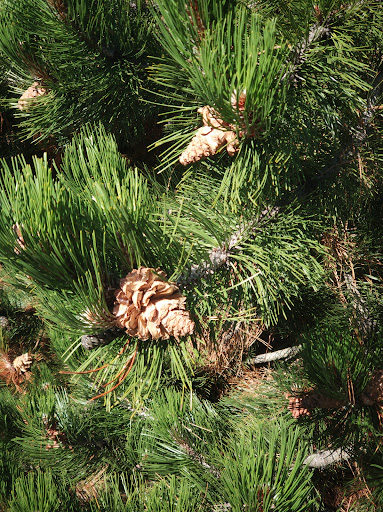 Golf Club «Twin Lakes Golf and Country Club», reviews and photos, 3583 SW 320th St, Federal Way, WA 98023, USA