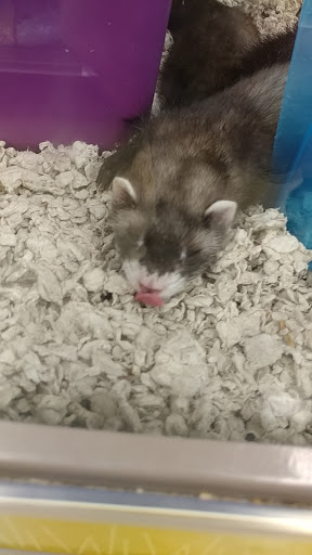 Pet Supply Store «Petco Animal Supplies», reviews and photos, 11 Cornerstone Square #200, Westford, MA 01886, USA