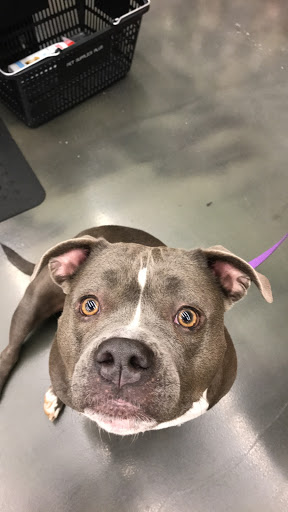 Pet Supply Store «Pet Supplies Plus», reviews and photos, 61 Irving Park Rd, Streamwood, IL 60107, USA