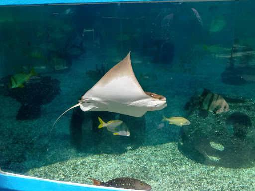 Aquarium «St. Augustine Aquarium», reviews and photos, 2045 FL-16, St Augustine, FL 32084, USA