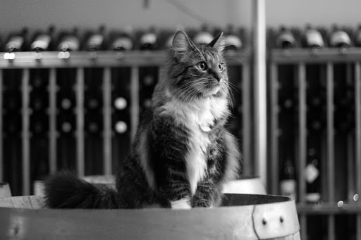 Wine Store «Thelonious Wines», reviews and photos, 516 NW 9th Ave, Portland, OR 97209, USA