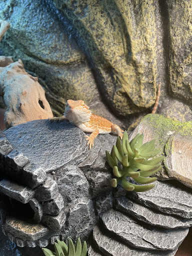 Pet Supply Store «PetSmart», reviews and photos, 2101 NJ-35, Holmdel, NJ 07733, USA