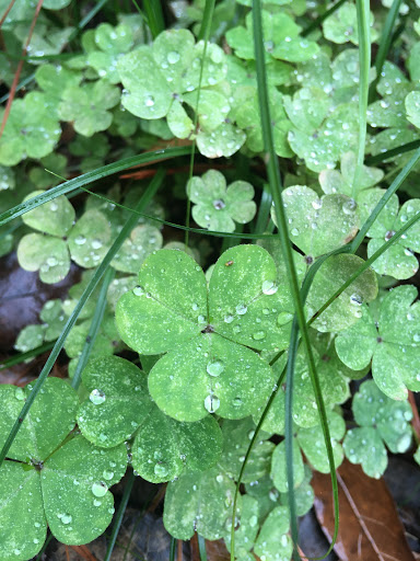 Non-Profit Organization «Houston Audubon Society», reviews and photos, 440 Wilchester Blvd, Houston, TX 77079, USA