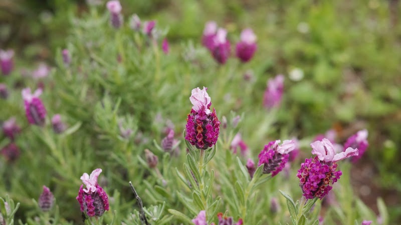 酒々井ハーブガーデンハーブの丘 千葉県酒々井町墨 植物園 公園 グルコミ