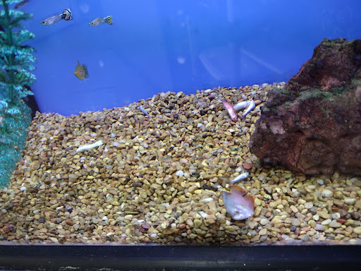 Pet Supply Store «Petco Animal Supplies», reviews and photos, 5975 20th St, Vero Beach, FL 32966, USA