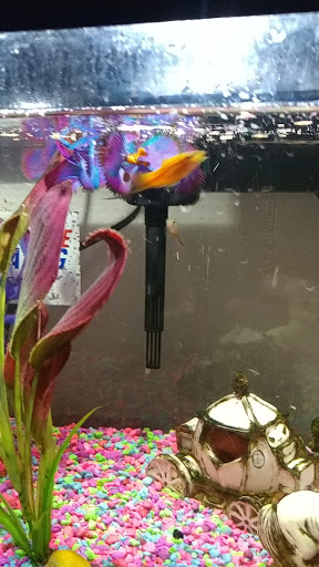 Tropical Fish Store «Tropical Treasures», reviews and photos, 2212 E Platte Ave, Colorado Springs, CO 80909, USA