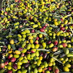 Photo n°1 de l'avis de Savino.a fait le 12/01/2024 à 17:31 sur le  Al Ghiottone à Cerignola