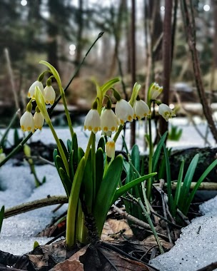 Zapovidne Urochyshche Kropyvetsʹ