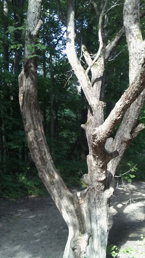 Nature Preserve «For-Mar Nature Preserve & Arboretum», reviews and photos, 2142 N Genesee Rd, Burton, MI 48509, USA