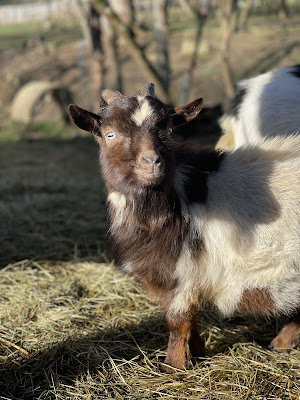Les minis du Chalet à Sanry-lès-Vigy