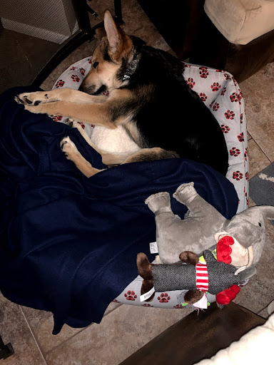 Pet Supply Store «Petco Animal Supplies», reviews and photos, 845 N Dobson Rd, Mesa, AZ 85201, USA