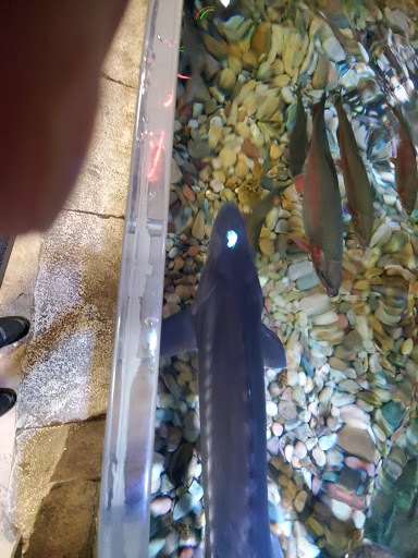 Aquarium «SeaQuest Interactive Aquarium», reviews and photos, 1201 N Hill Field Rd #1072, Layton, UT 84041, USA