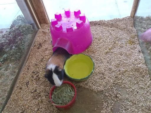 Pet Store «Pet Malls», reviews and photos, 11691 Boyette Rd, Riverview, FL 33569, USA