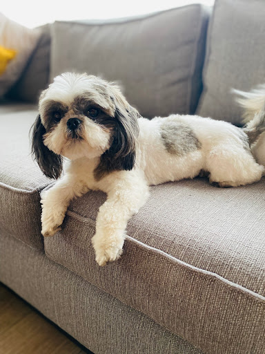 Criadero shih tzu