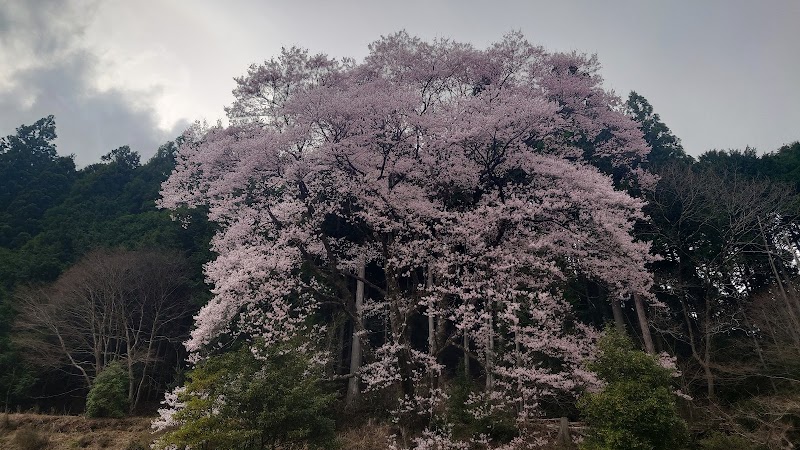 サルガタのウバヒガン（神田のエドヒガン）