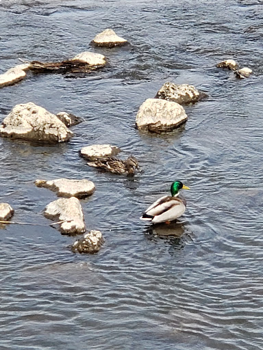 Nature Preserve «Buffalo Creek Forest Preserve», reviews and photos, 18163 W Checker Rd, Long Grove, IL 60047, USA