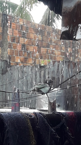 Opinii despre Residencia Flores în Iquitos - Floristería