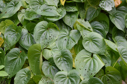 Park «Lake Park», reviews and photos, 17302 N Dale Mabry Hwy, Lutz, FL 33548, USA