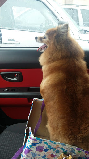 Pet Supply Store «PetSmart», reviews and photos, 36395 Euclid Ave, Willoughby, OH 44094, USA