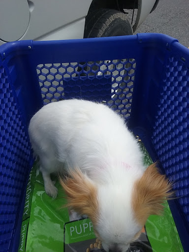 Pet Supply Store «PetSmart», reviews and photos, 2997 Max Ave, Bozeman, MT 59718, USA