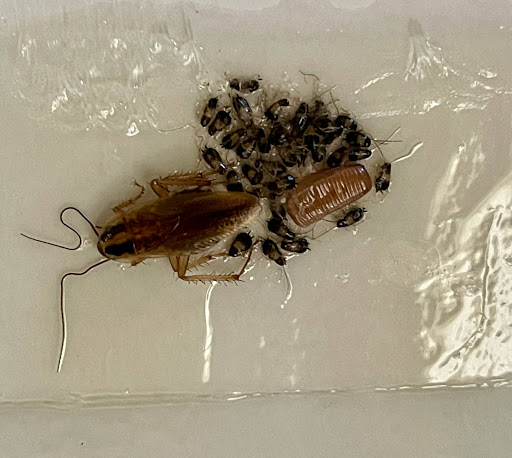 Pest Control Service «Peeler Environmental», reviews and photos