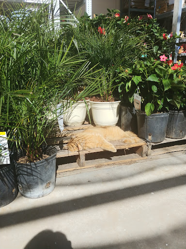 Home Improvement Store «The Home Depot», reviews and photos, 5010 Feather River Dr, Stockton, CA 95219, USA