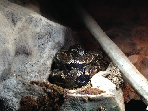 Zoo «Rainforest Pyramid», reviews and photos, 1 Hope Blvd, Galveston, TX 77554, USA