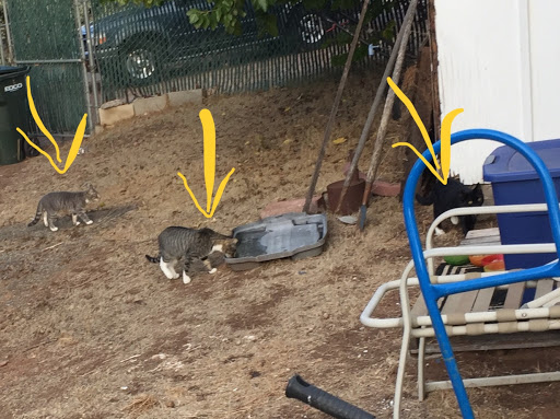 Feral Cat Coalition