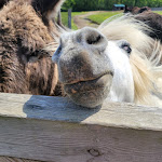 Photo n° 3 de l'avis de olivier.e fait le 20/05/2023 à 10:31 pour Ferme des 4 Étoiles à Auffargis