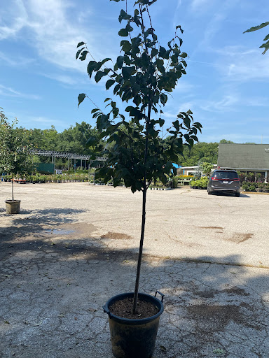 Landscaping Supply Store «Kirkwood Gardens», reviews and photos, 2701 Barrett Station Rd, Ballwin, MO 63021, USA