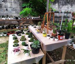 Dagba Renon Bali cactus & plant center photo