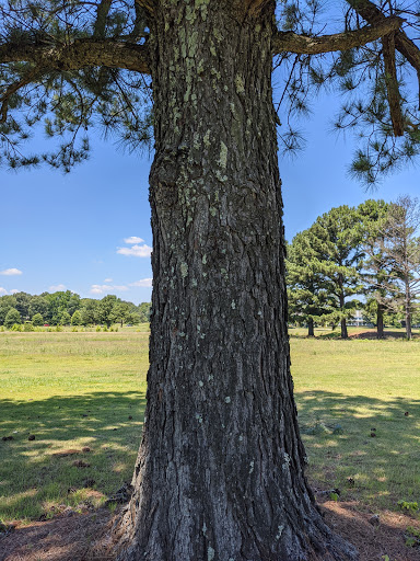 Golf Course «Plantation Golf Club», reviews and photos, 9425 Plantation Rd, Olive Branch, MS 38654, USA