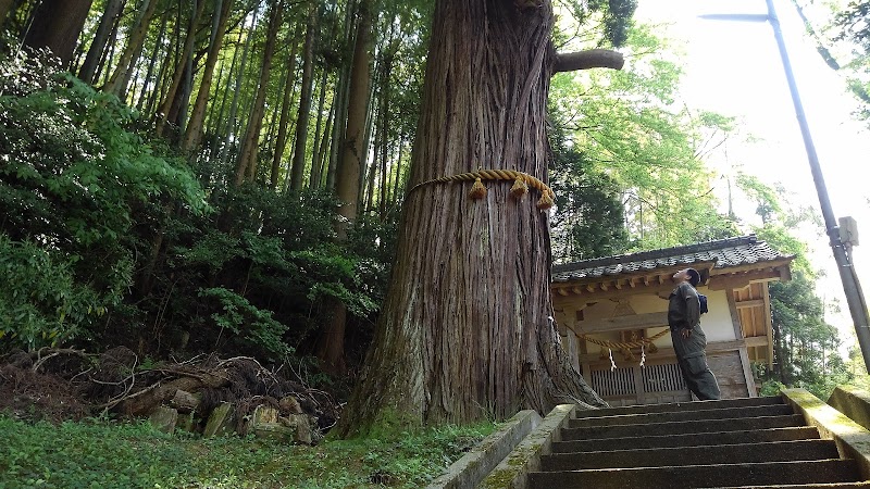 井野河内富士神社の大杉
