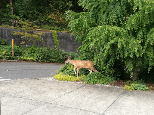 Community Center «South Bellevue Community Center», reviews and photos, 14509 SE Newport Way, Bellevue, WA 98006, USA