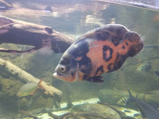 Aquarium «Aquarium of Boise», reviews and photos, 64 N Cole Rd, Boise, ID 83704, USA