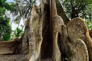 Brahmanbari Silk Coton Tree image