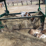 Photo n°3 de l'avis de claudio.r fait le 06/11/2019 à 19:34 sur le  Agriturismo al Ranch à Budoia